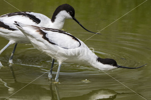 Pied Avocet (Recurvirostra avosetta)