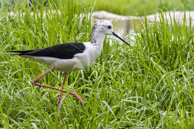 Steltkluut (Himantopus himantopus)