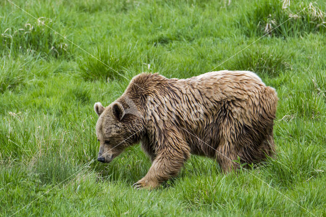 Brown Bear (Ursus arctos arctos)