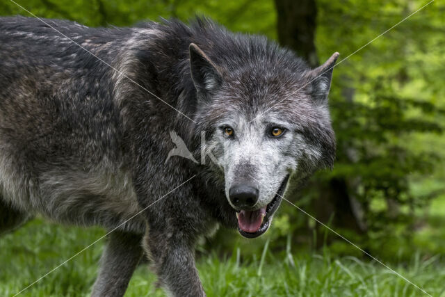 Mackenzie Valley Wolf (Canis lupus occidentalis)