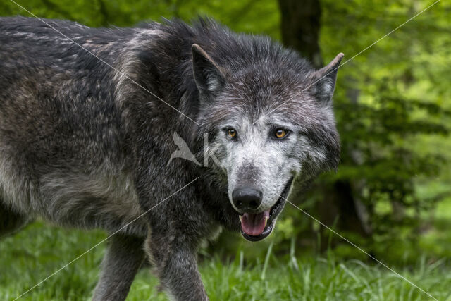 Mackenzie wolf (Canis lupus occidentalis)