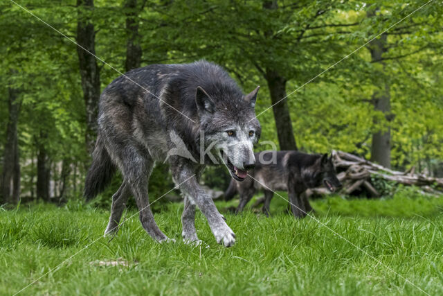 Mackenzie Valley Wolf (Canis lupus occidentalis)