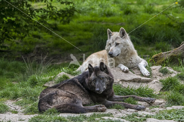 Mackenzie Valley Wolf (Canis lupus occidentalis)