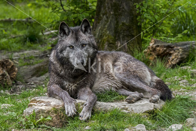 Mackenzie Valley Wolf (Canis lupus occidentalis)