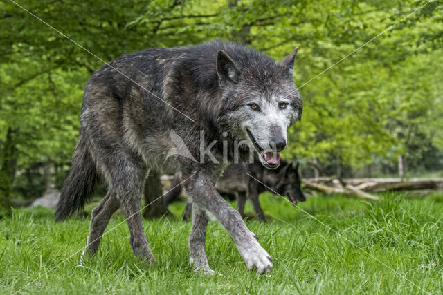 Mackenzie Valley Wolf (Canis lupus occidentalis)