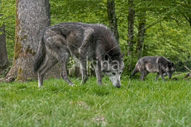 Mackenzie Valley Wolf (Canis lupus occidentalis)