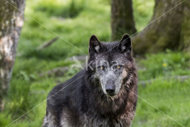 Mackenzie wolf (Canis lupus occidentalis)