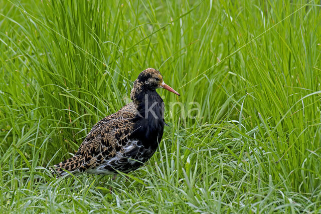 Kemphaan (Philomachus pugnax)