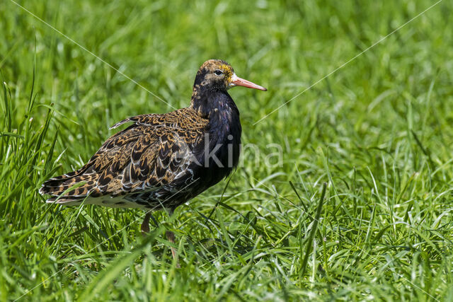 Kemphaan (Philomachus pugnax)