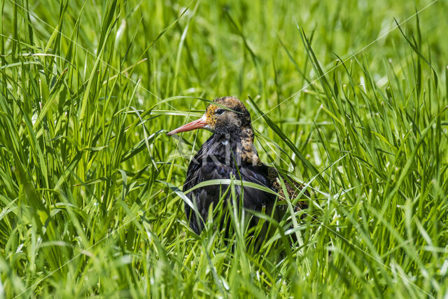 Kemphaan (Philomachus pugnax)