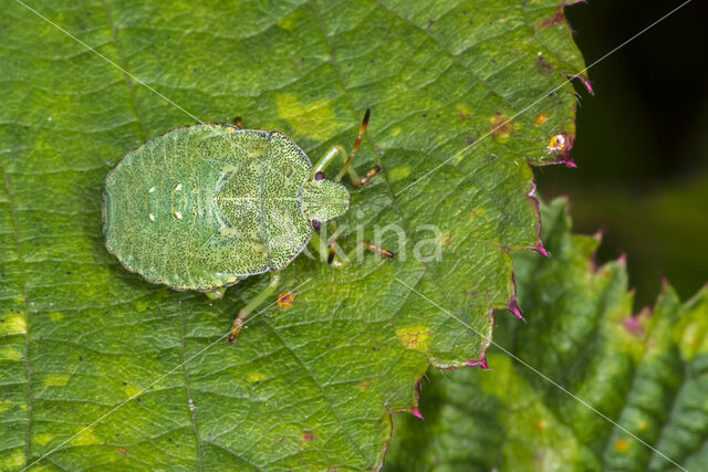 Green shieldbug (Palomena prasina)