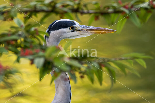 Grey Heron (Ardea cinerea)