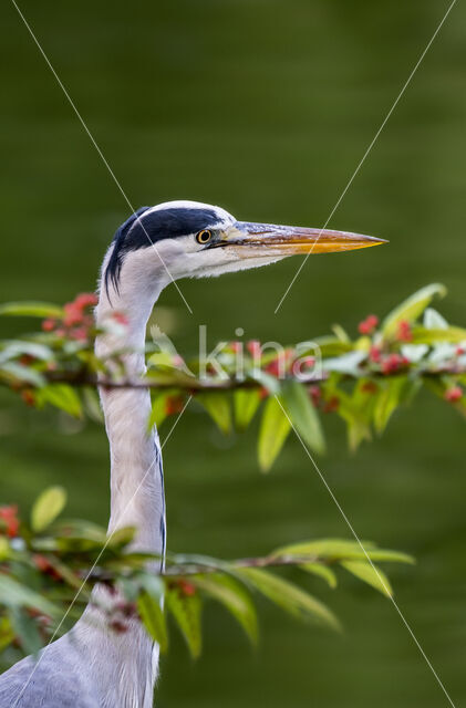 Grey Heron (Ardea cinerea)