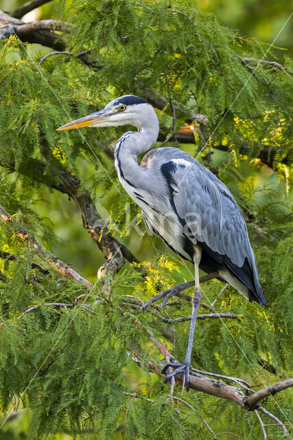 Blauwe Reiger (Ardea cinerea)