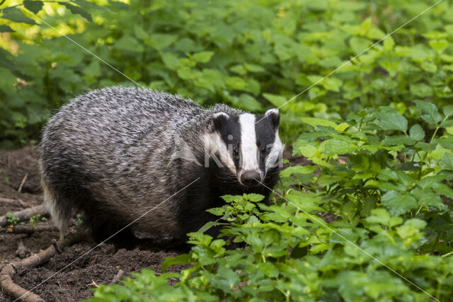 Badger (Meles meles)