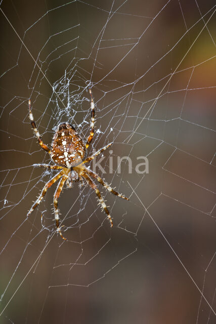 European Garden Spider (Araneus diadematus)