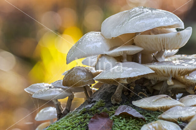 Porcelain fungus (Oudemansiella mucida)