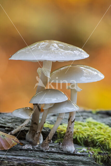 Porcelain fungus (Oudemansiella mucida)