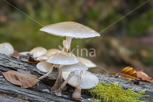 Porcelain fungus (Oudemansiella mucida)