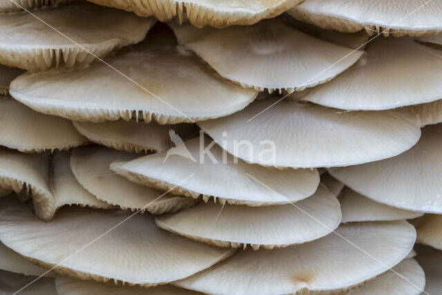 Porcelain fungus (Oudemansiella mucida)