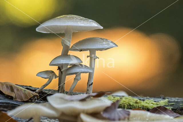 Porcelain fungus (Oudemansiella mucida)