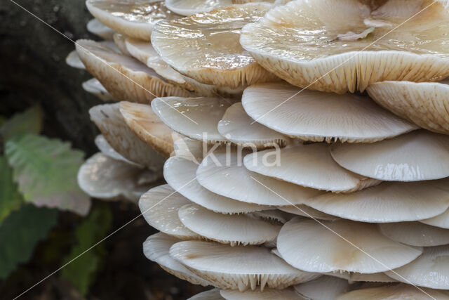 Porcelain fungus (Oudemansiella mucida)