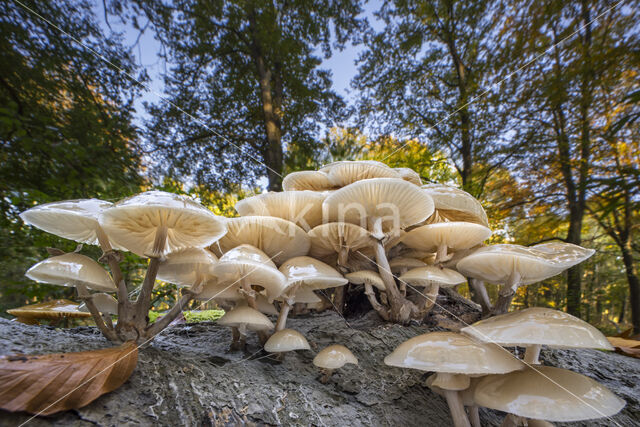 Porcelain fungus (Oudemansiella mucida)