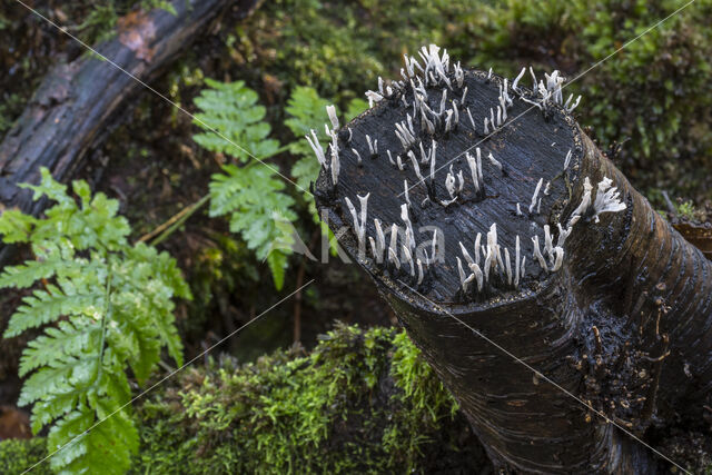 Geweizwam (Xylaria hypoxylon)