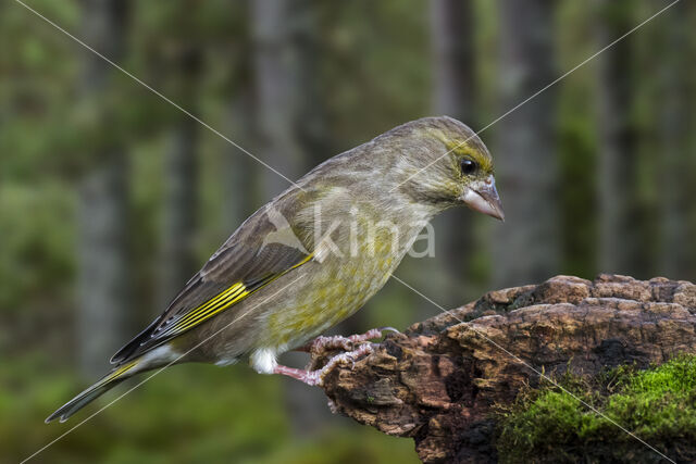 European Greenfinch (Carduelis chloris)