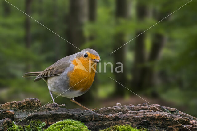 European Robin (Erithacus rubecula)