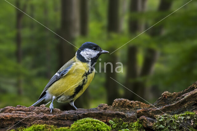 Great Tit (Parus major)