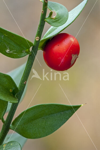 Muizendoorn (Ruscus aculeatus)