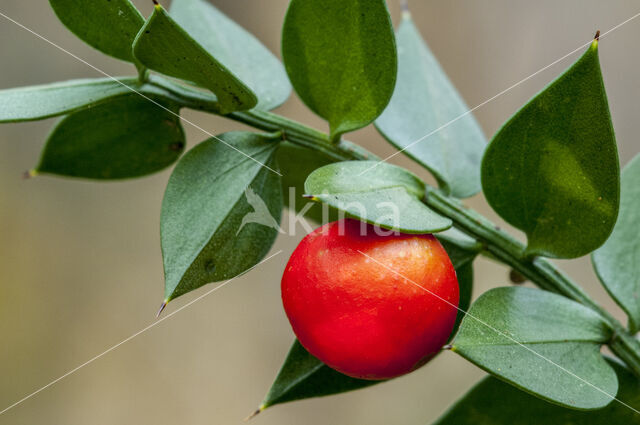 Muizendoorn (Ruscus aculeatus)