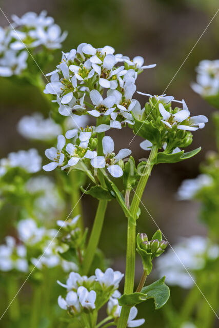 Common & Long-leaved Scurvygrass (Cochlearia officinalis)