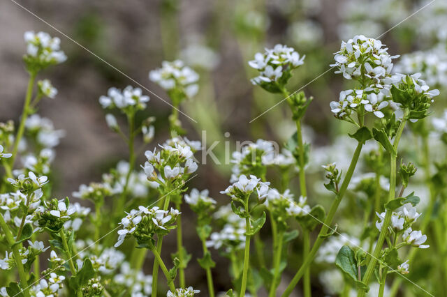Common & Long-leaved Scurvygrass (Cochlearia officinalis)