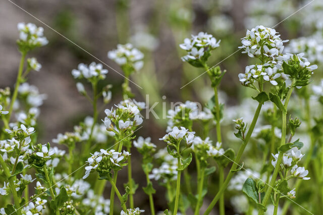 Echt en Engels lepelblad (Cochlearia officinalis)