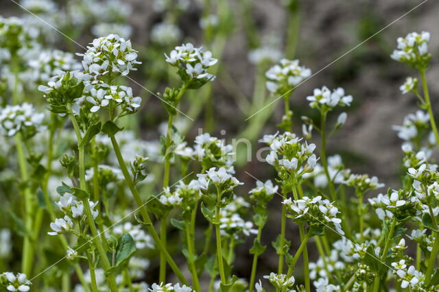 Common & Long-leaved Scurvygrass (Cochlearia officinalis)
