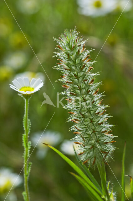 narrowleaf crimson clover (Trifolium angustifolium)