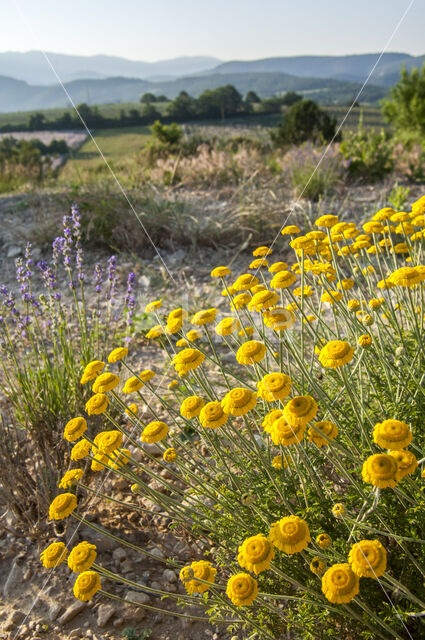 Gele kamille (Anthemis tinctoria)