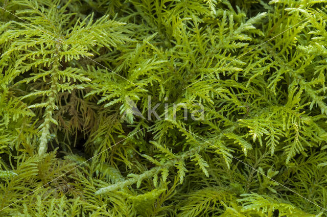 common tamarisk-moss (Thuidium tamariscinum)