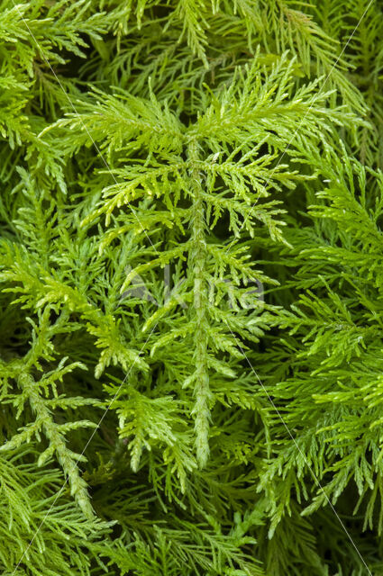 common tamarisk-moss (Thuidium tamariscinum)