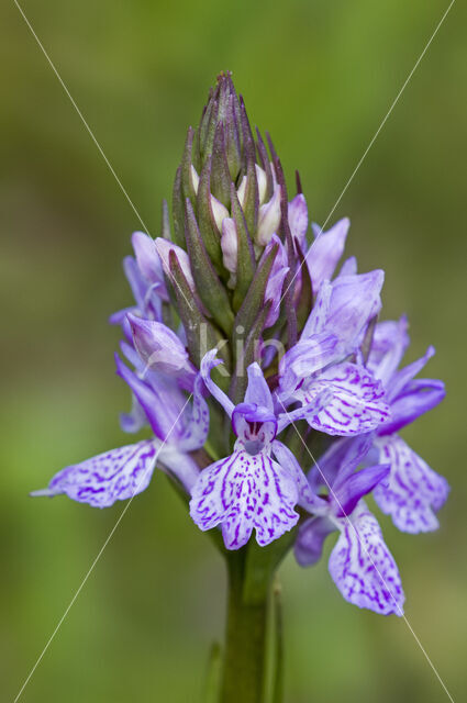 spotted orchis (Orchis maculata)