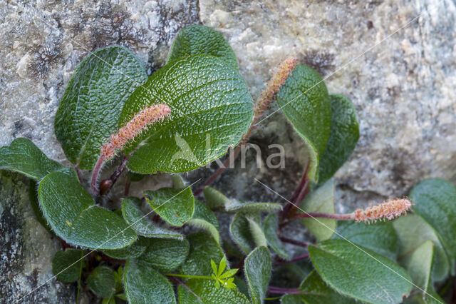 Wilg (Salix reticulata)