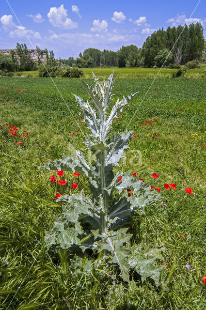 Scotch Thistle (Onopordum acanthium)