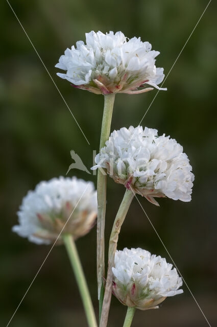 Armeria arenaria