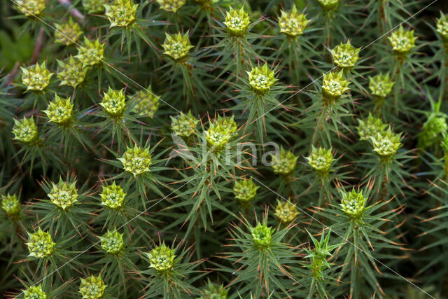 Zandhaarmos (Polytrichum juniperinum)