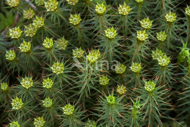 Juniper Haircap (Polytrichum juniperinum)