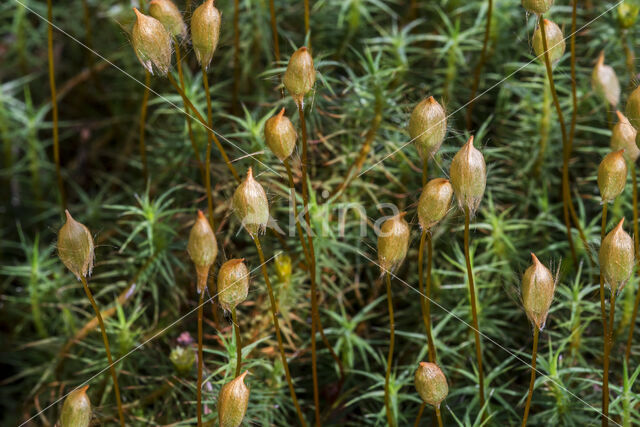 Zandhaarmos (Polytrichum juniperinum)