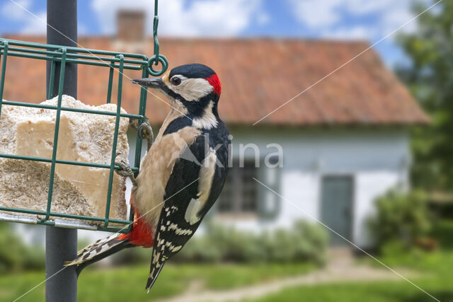 Great Spotted Woodpecker (Dendrocopos major)