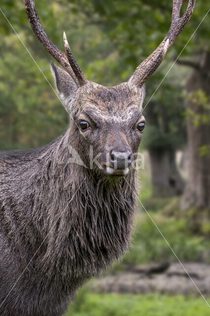 Sika Deer (Cervus nippon)